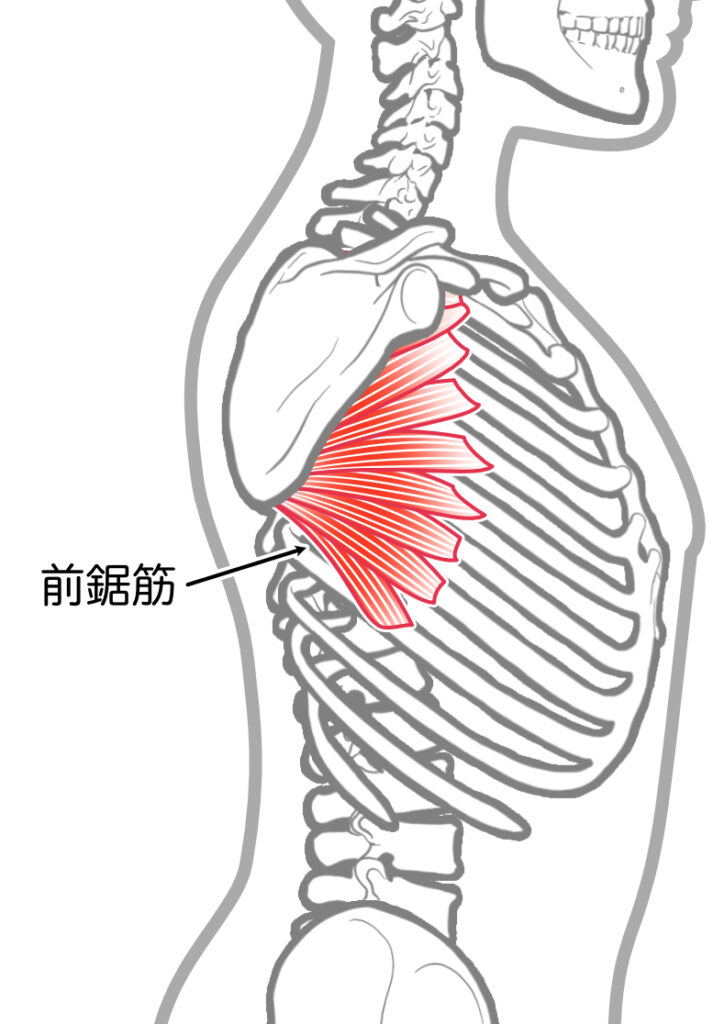 前鋸筋イラスト