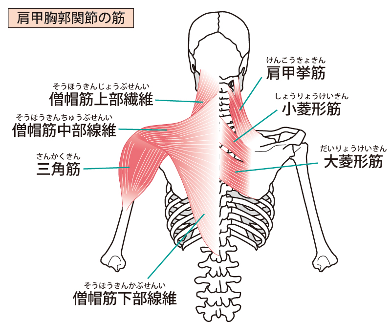 肩甲骨を支える筋肉群